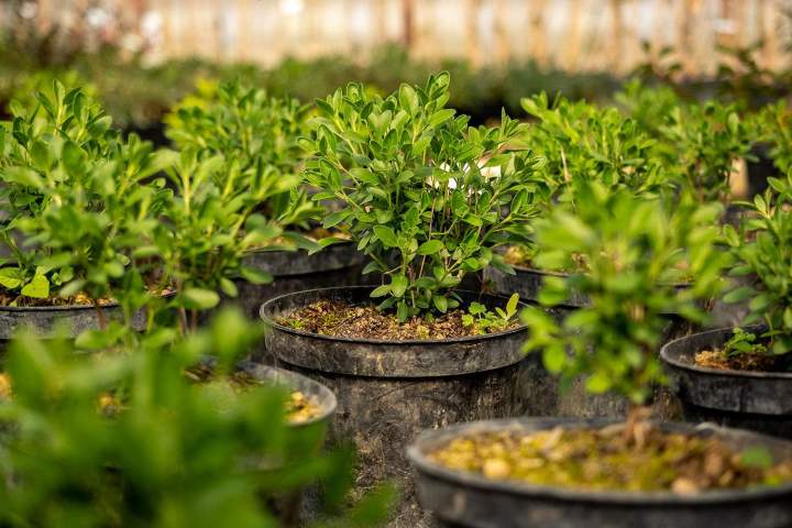 Service d'entretien de jardin Muret