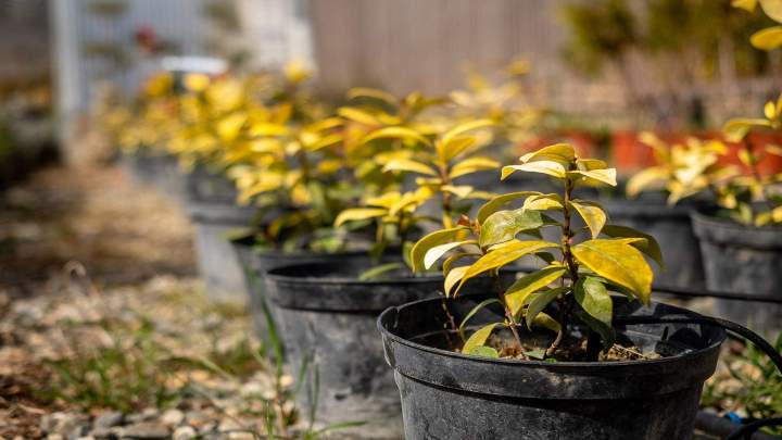 Entretien de jardin Muret
